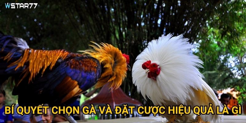 Bí quyết chọn gà và đặt cược hiệu quả là gì?