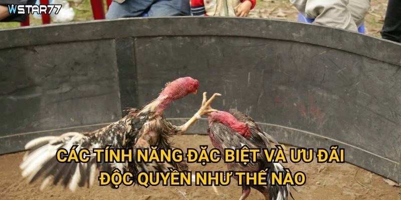 Gà Đấu SuperLive Wstar77 có những tính năng siêu việt gì? 3 Các tính năng đặc biệt và ưu đãi độc quyền như thế nào?