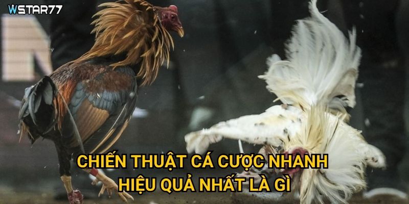 Đá Gà Cược Nhanh tại Wstar77 giúp người chơi tiết kiệm thời gian như thế nào? 3 Chiến thuật cá cược nhanh hiệu quả nhất là gì?