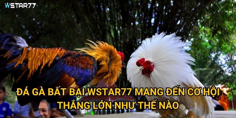 Đá Gà Bất Bại Wstar77 mang đến cơ hội thắng lớn như thế nào?