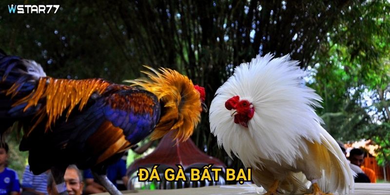 Đá Gà Bất Bại tại Wstar77 có những chiến lược thắng nào? 8 Đá Gà Bất Bại tại Wstar77 có những chiến lược thắng nào?