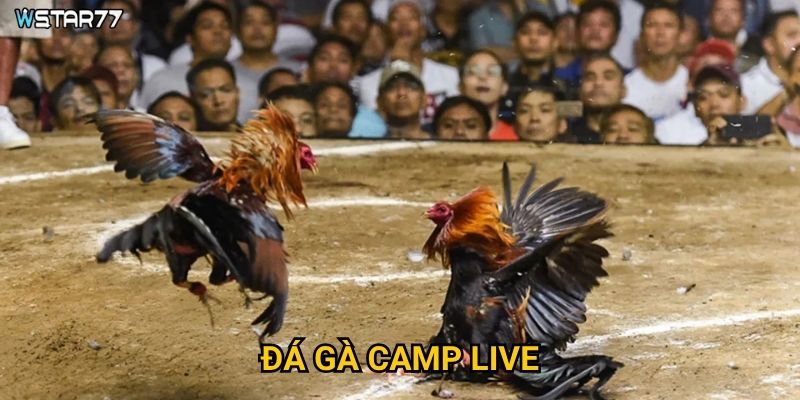 Đá Gà Camp Live tại Wstar77 mang đến không khí sân đấu như thế nào?