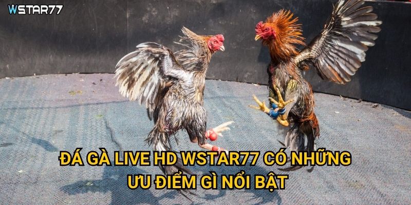 Đá Gà Live HD Wstar77 mang lại chất lượng truyền hình như thế nào? 2 Đá Gà Live HD Wstar77 có những ưu điểm gì nổi bật?