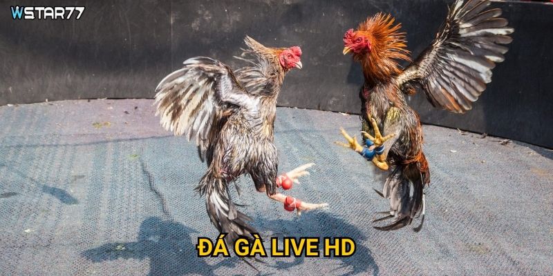 Đá Gà Live HD Wstar77 mang lại chất lượng truyền hình như thế nào?