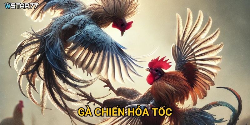 Gà Chiến Hỏa Tốc Wstar77 có những trận đấu nhanh gọn như thế nào? 6 Gà Chiến Hỏa Tốc Wstar77 có những trận đấu nhanh gọn như thế nào?