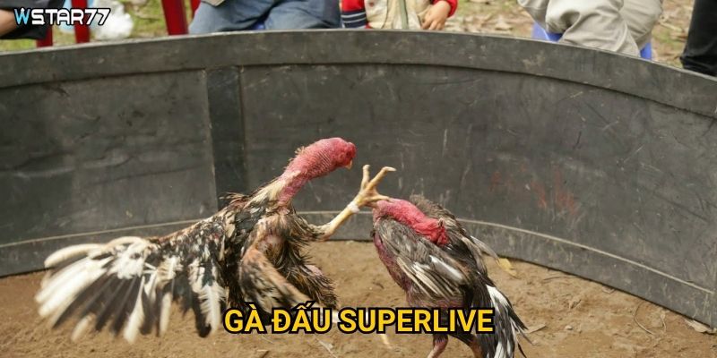 Gà Đấu SuperLive Wstar77 có những tính năng siêu việt gì? 1 Gà Đấu SuperLive Wstar77 có những tính năng siêu việt gì?