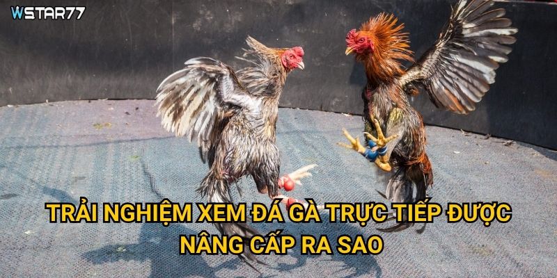 Đá Gà Live HD Wstar77 mang lại chất lượng truyền hình như thế nào? 3 Trải nghiệm xem đá gà trực tiếp được nâng cấp ra sao?